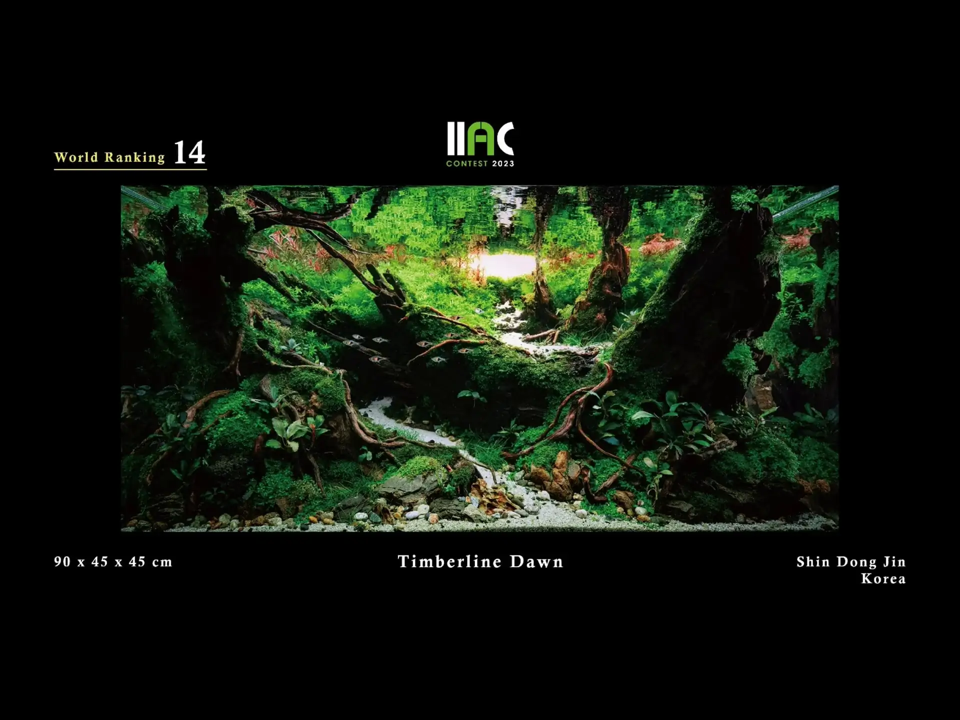 Timberline Dawn - IIAC 2023 #14 Shin Dong Jin / South Korea